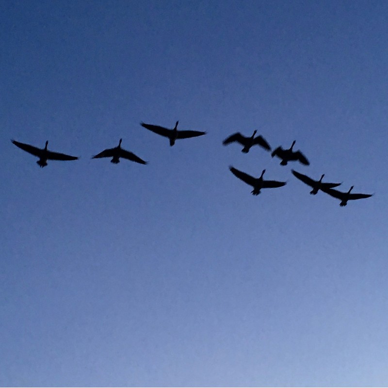 Geese on a twilight blue sky - photo print - Additional Image 1