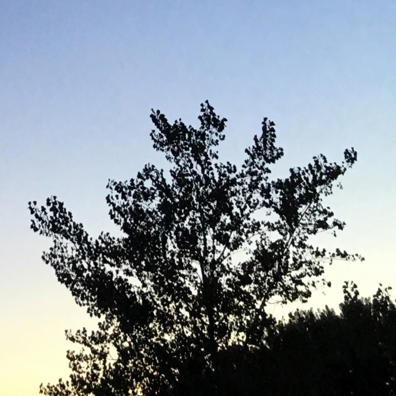 Geese on a twilight blue sky - photo print - Additional Image 2