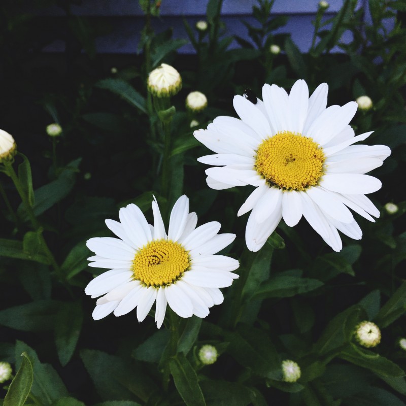 Happy lazy, daisy Thursday, peeps - photo print - Primary Image