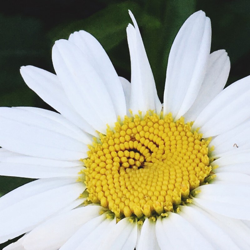 Happy lazy, daisy Thursday, peeps - photo print - Additional Image 1