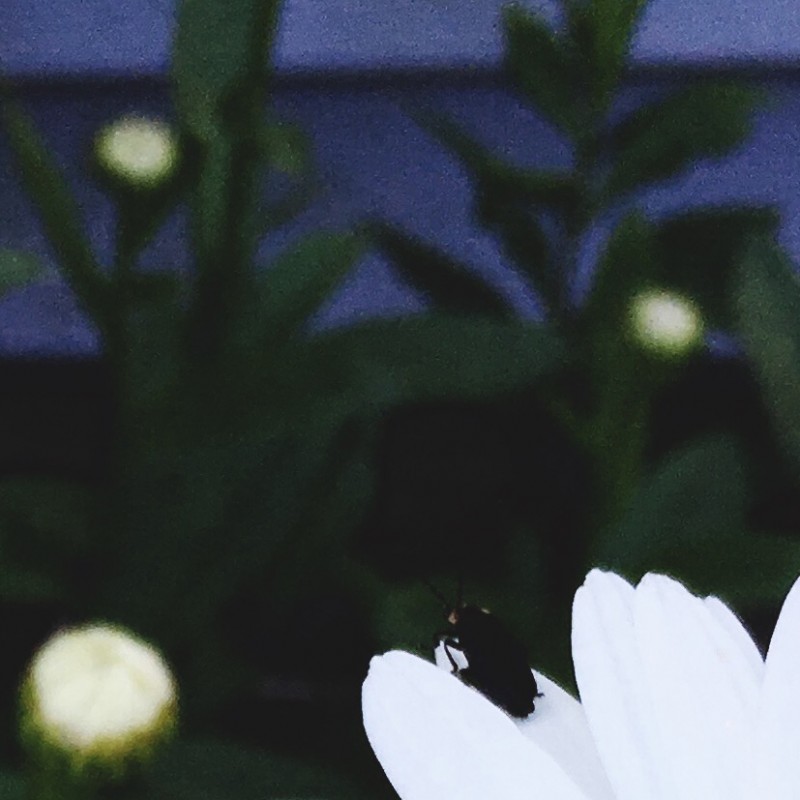 Happy lazy, daisy Thursday, peeps - photo print - Additional Image 2