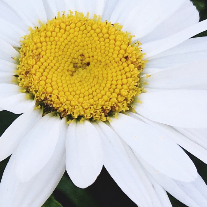 Happy lazy, daisy Thursday, peeps - photo print - Additional Image 3
