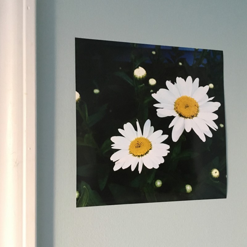Happy lazy, daisy Thursday, peeps - photo print - Additional Image 4