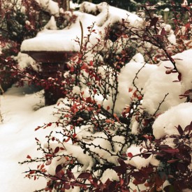 Happy, snowy peeps! - photo print