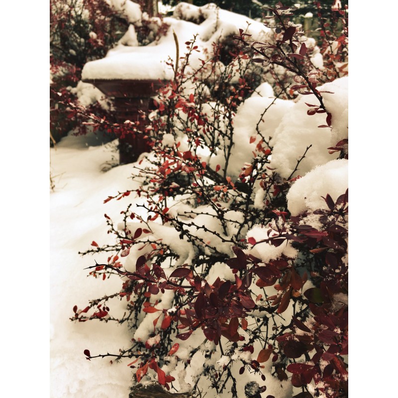 Happy, snowy peeps! - photo print - Primary Image