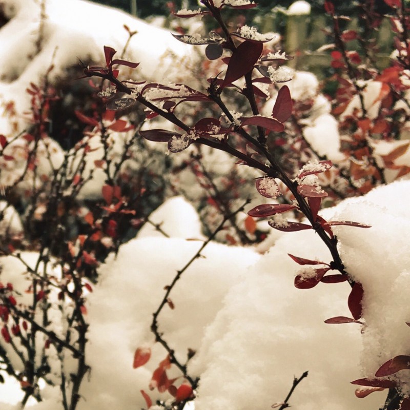 Happy, snowy peeps! - photo print - Additional Image 2