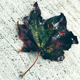 Happy tarnished leaf day, peeps - photo print