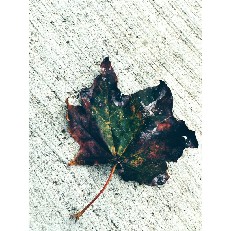 Happy tarnished leaf day, peeps - photo print - Primary Image