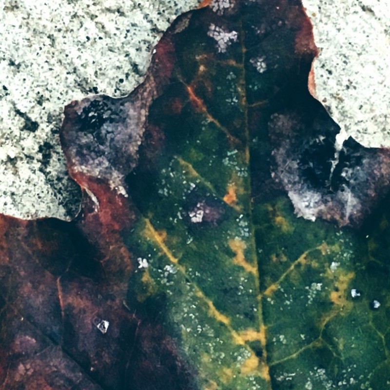 Happy tarnished leaf day, peeps - photo print - Additional Image 1