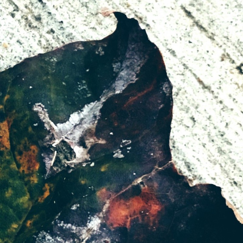 Happy tarnished leaf day, peeps - photo print - Additional Image 2