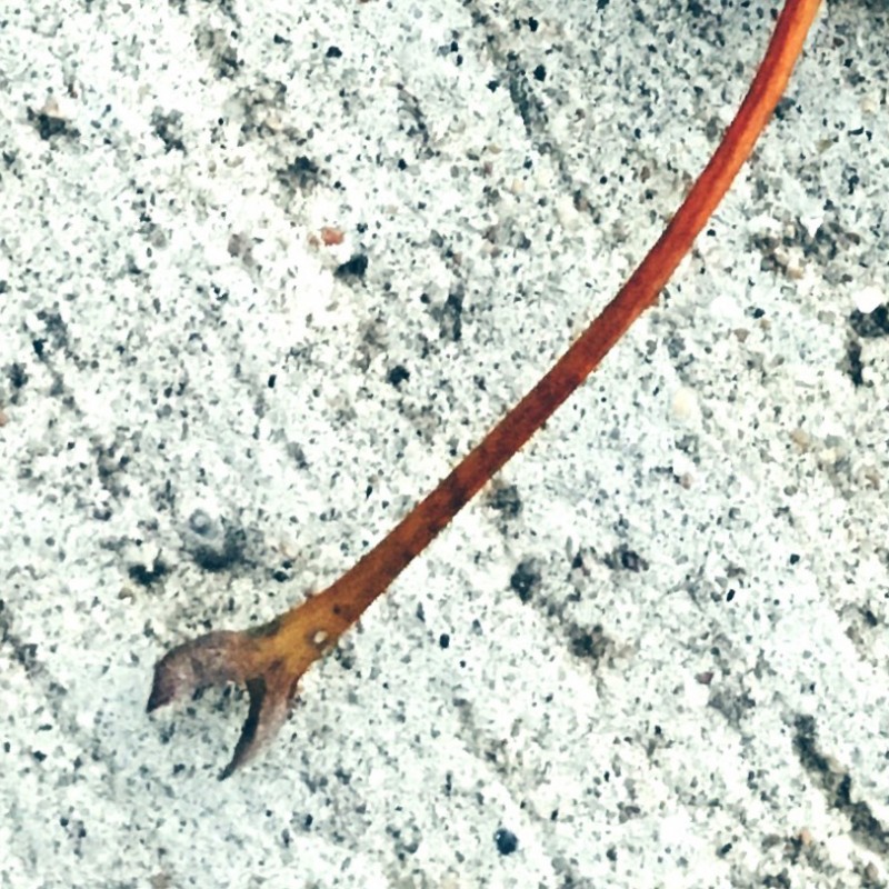 Happy tarnished leaf day, peeps - photo print - Additional Image 3