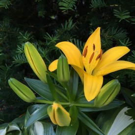 Happy yellow 8pm lily peeps - photo print