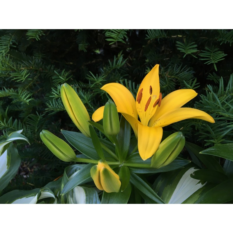 Happy yellow 8pm lily peeps - photo print - Primary Image