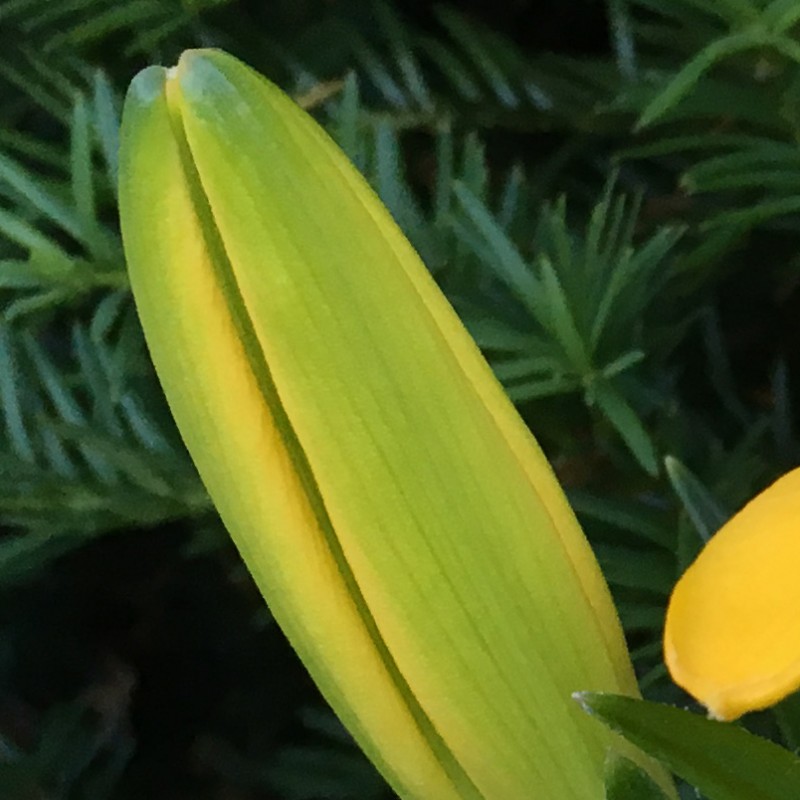 Happy yellow 8pm lily peeps - photo print - Additional Image 1