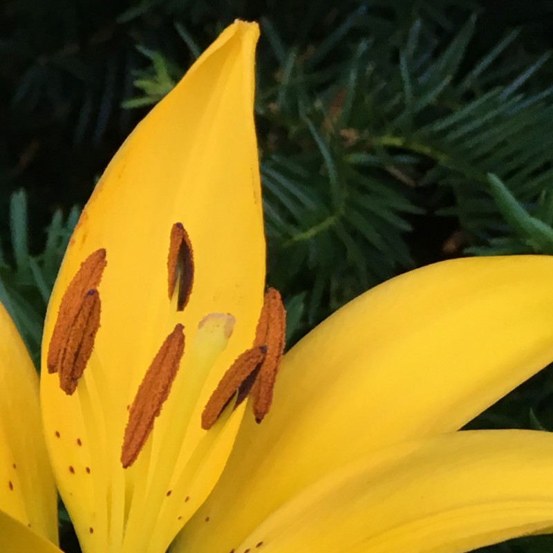 Happy yellow 8pm lily peeps - photo print - Additional Image 2