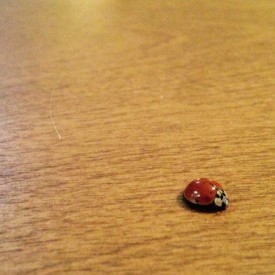 Ladybug on dining room table - photo print
