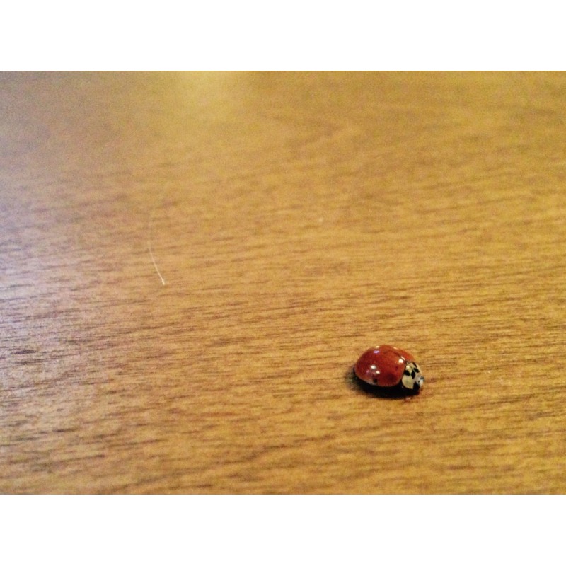 Ladybug on dining room table - photo print - Primary Image
