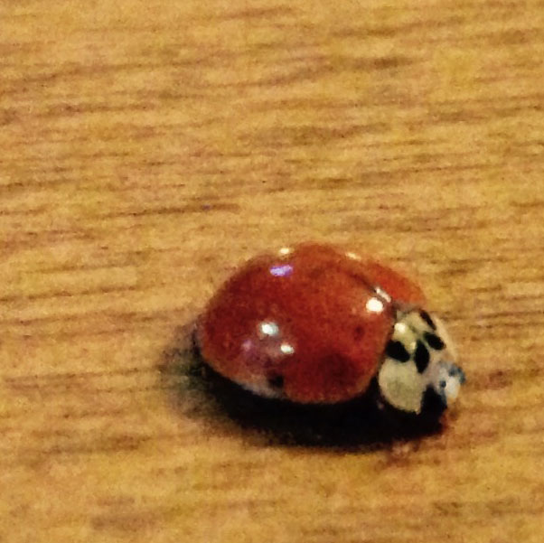 Ladybug on dining room table - photo print - Additional Image 1