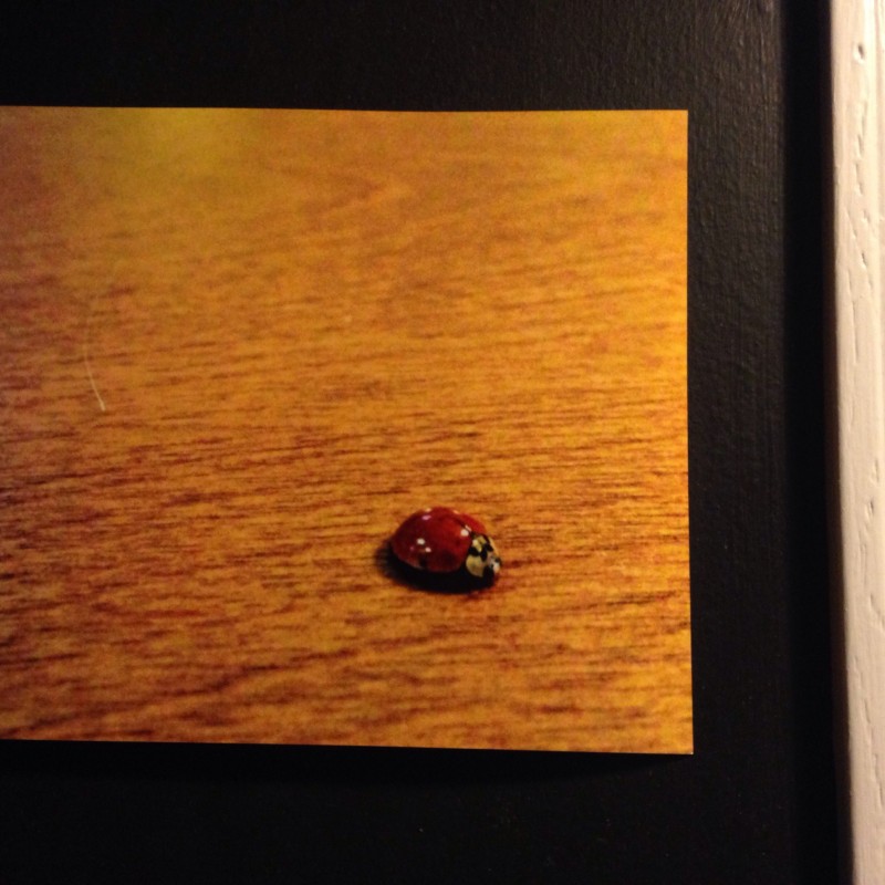 Ladybug on dining room table - photo print - Additional Image 2
