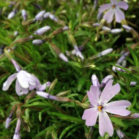 Lavender flowers doing their thing - photo print
