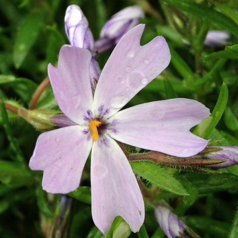 Lavender flowers doing their thing - photo print - Additional Image 2