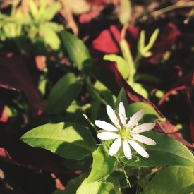 Little white Fall flower - photo print