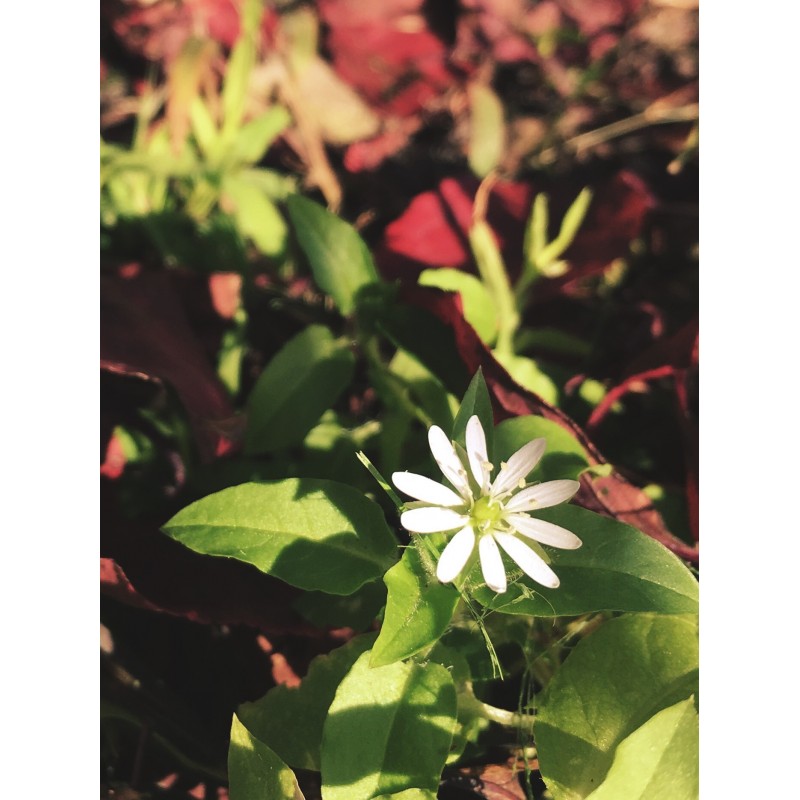 Little white Fall flower - photo print - Primary Image