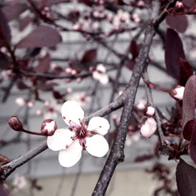 Midnight Wine blooming in the spring - photo print