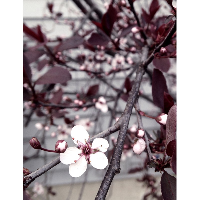 Midnight Wine blooming in the spring - photo print - Primary Image