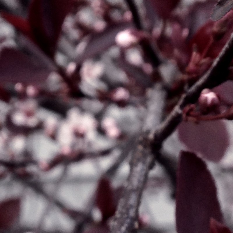 Midnight Wine blooming in the spring - photo print - Additional Image 1