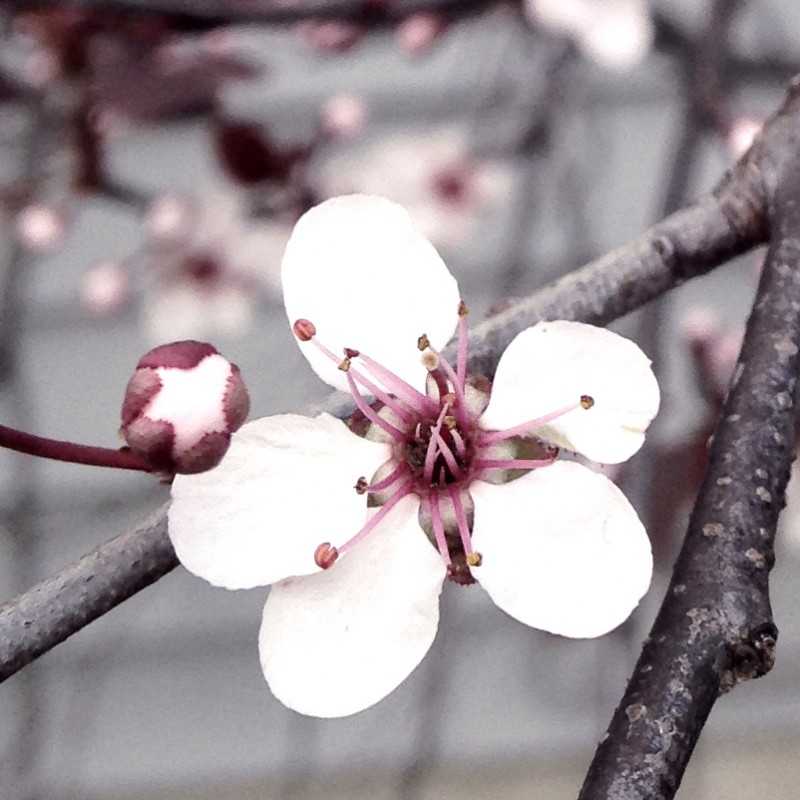 Midnight Wine blooming in the spring - photo print - Additional Image 2