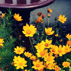 Orange flowers by the bird bath - photo print