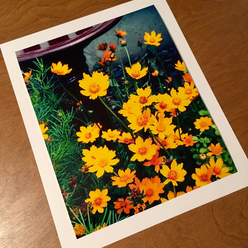 Orange flowers by the bird bath - photo print - Additional Image 4