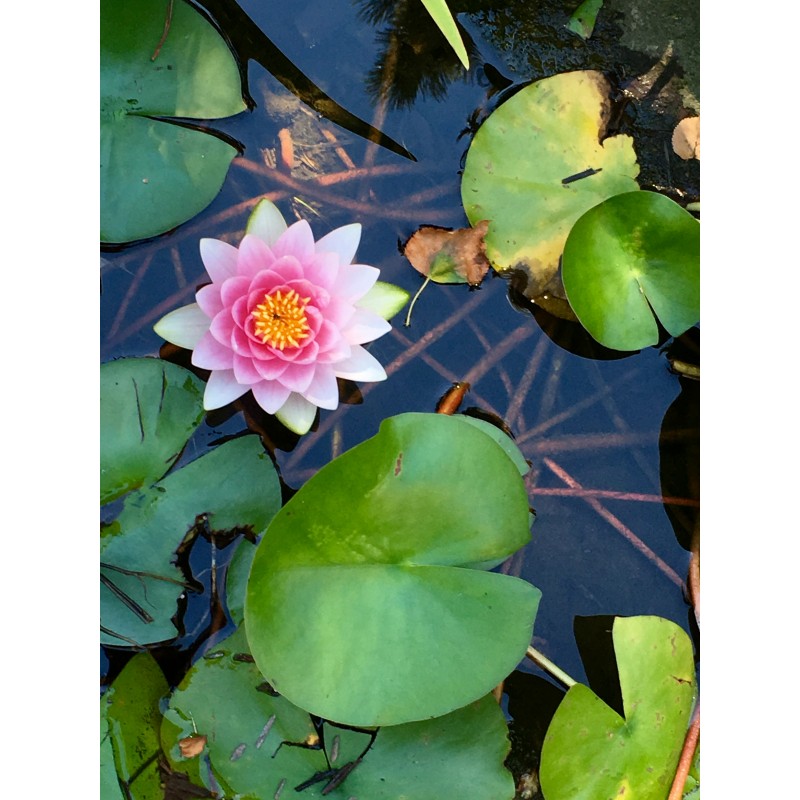 Perfect, pink water lily - photo print - Primary Image