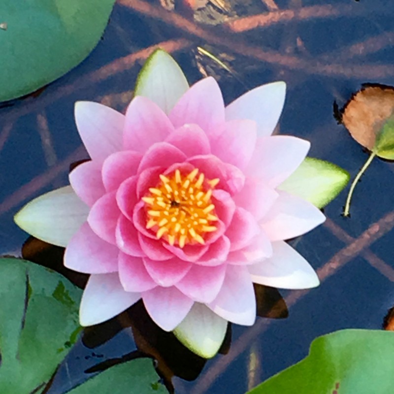 Perfect, pink water lily - photo print - Additional Image 1
