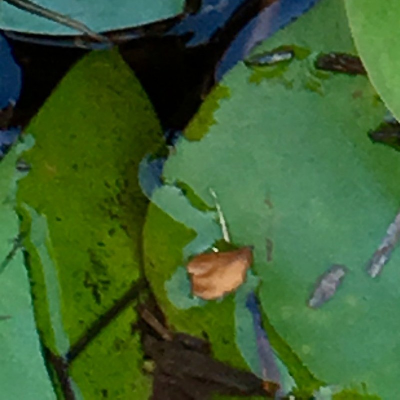 Perfect, pink water lily - photo print - Additional Image 2