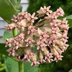 Pink milkweed flowers for your Wednesday - photo print