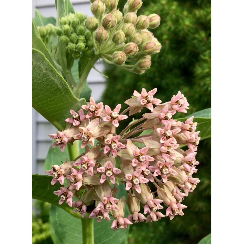 Pink milkweed flowers for your Wednesday - photo print - Primary Image