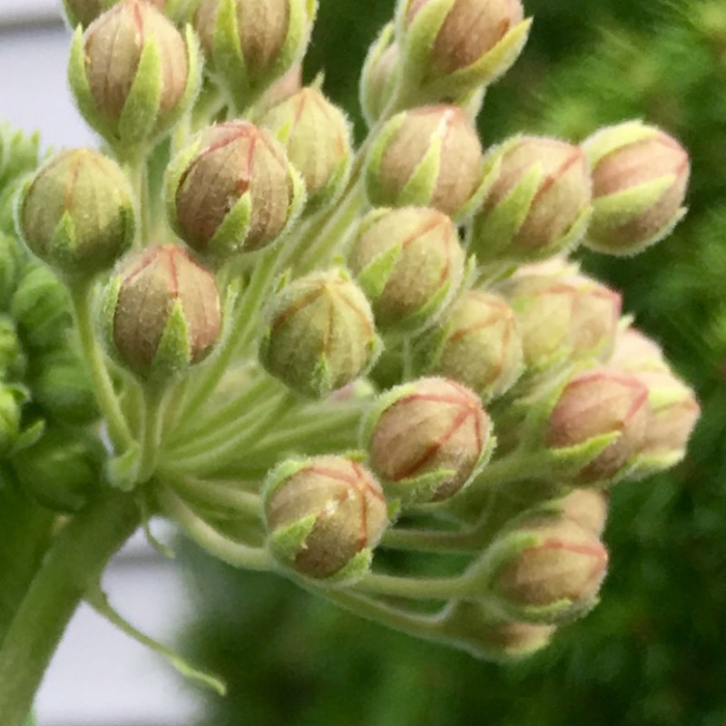 Pink milkweed flowers for your Wednesday - photo print - Additional Image 1