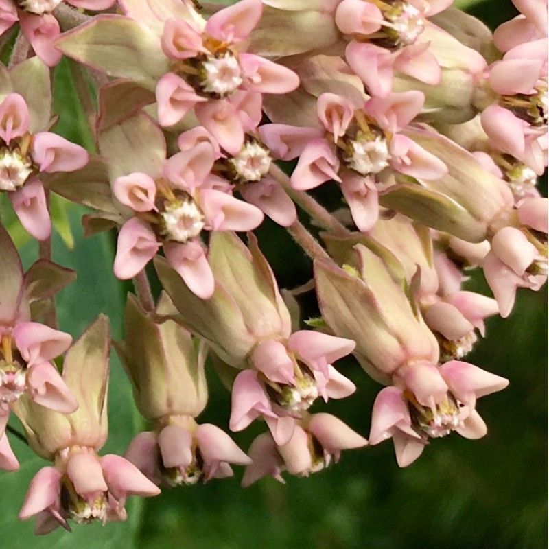 Pink milkweed flowers for your Wednesday - photo print - Additional Image 2