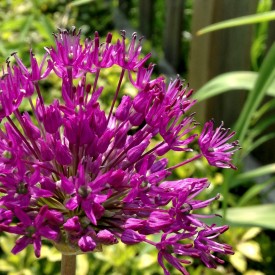 Purple flower for a sunny Saturday - photo print