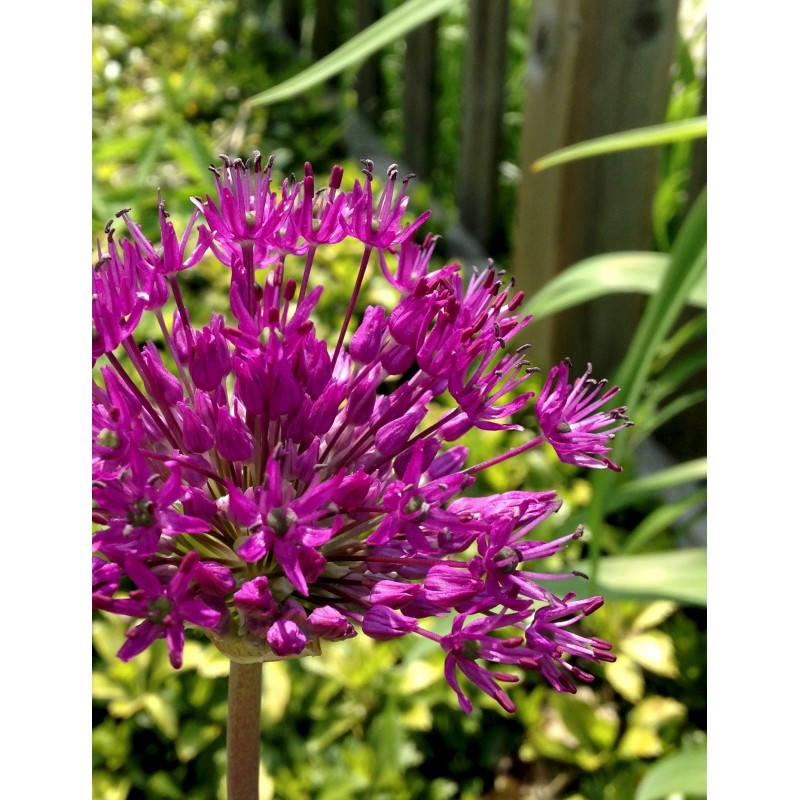 Purple flower for a sunny Saturday - photo print - Primary Image