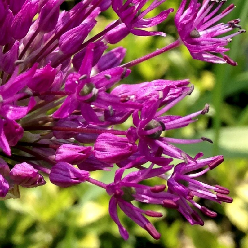 Purple flower for a sunny Saturday - photo print - Additional Image 2