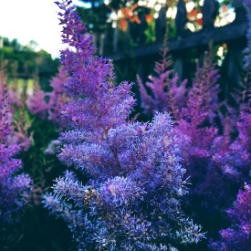 Purplish flower bush in the evening - photo print