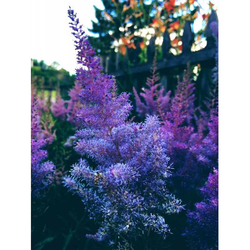 Purplish flower bush in the evening - photo print - Primary Image
