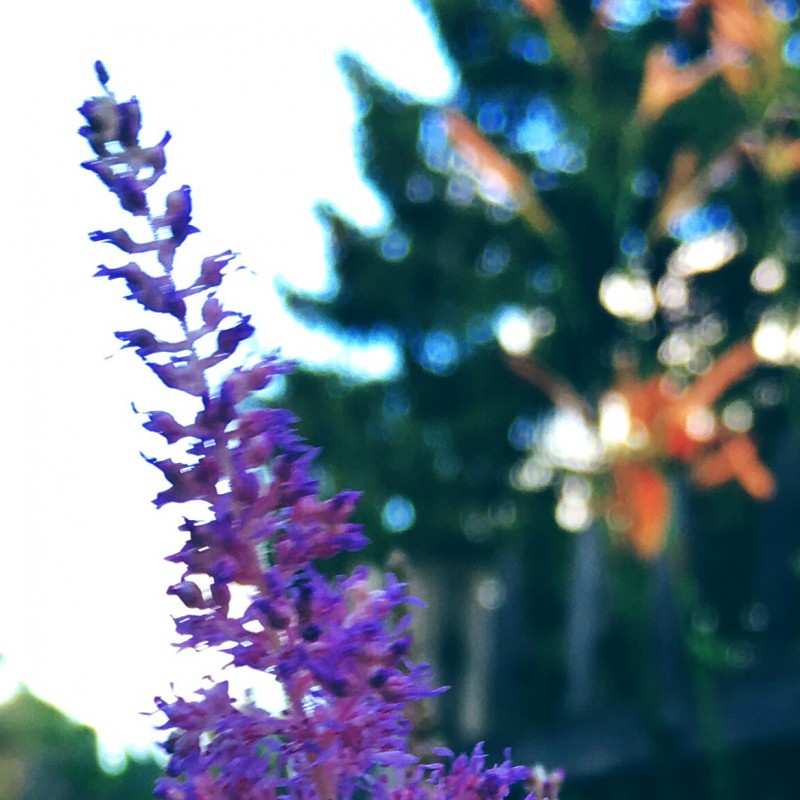 Purplish flower bush in the evening - photo print - Additional Image 1