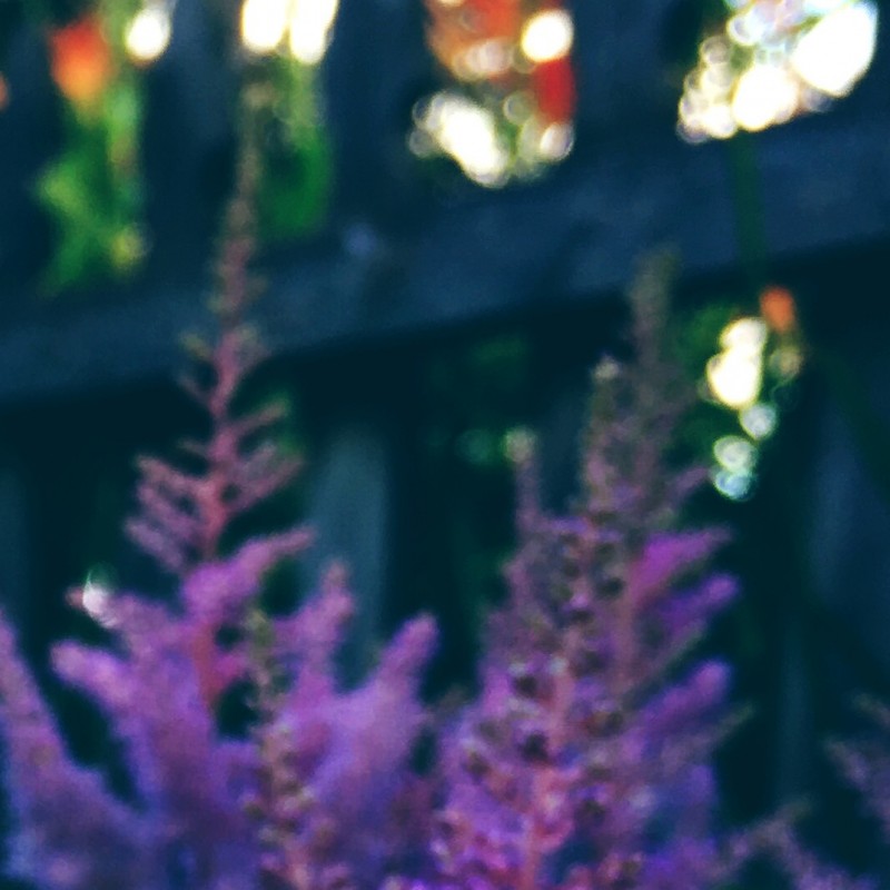 Purplish flower bush in the evening - photo print - Additional Image 2