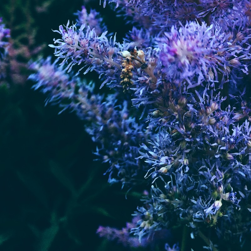 Purplish flower bush in the evening - photo print - Additional Image 3