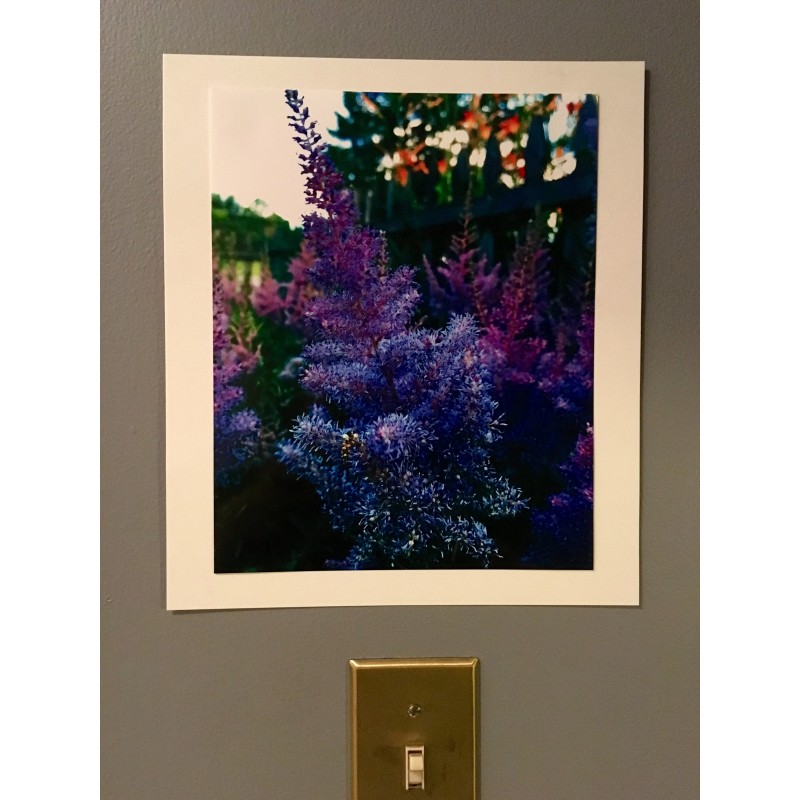 Purplish flower bush in the evening - photo print - Additional Image 4