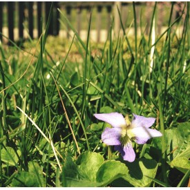 Random flower growing in the yard - photo print